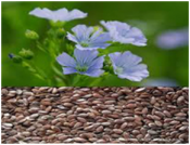This product is the seed of the flax plant Linum usitatisimu